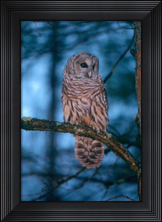 Framed Barred Owl Print