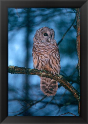 Framed Barred Owl Print