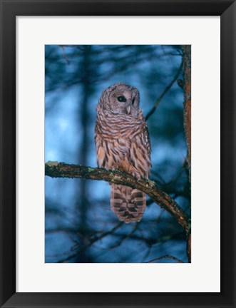 Framed Barred Owl Print