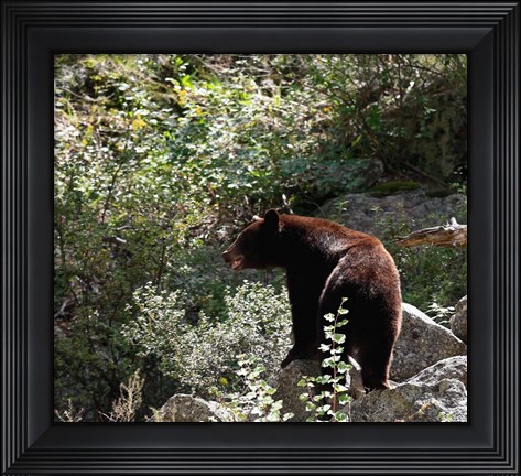 Framed Black Bear Print