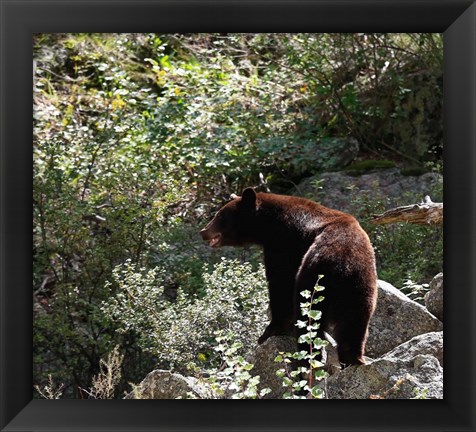 Framed Black Bear Print