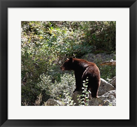 Framed Black Bear Print