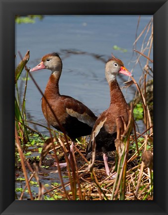 Framed Black Bellied Whistling Duck Print