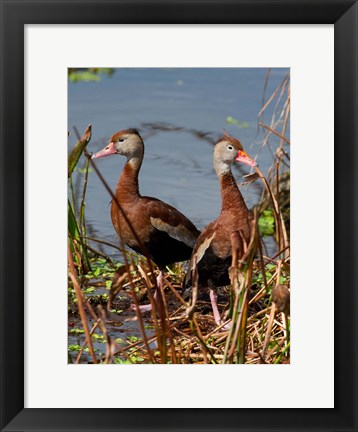 Framed Black Bellied Whistling Duck Print