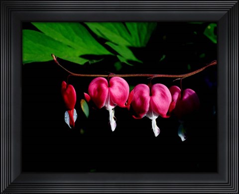 Framed Bleeding Heart Print
