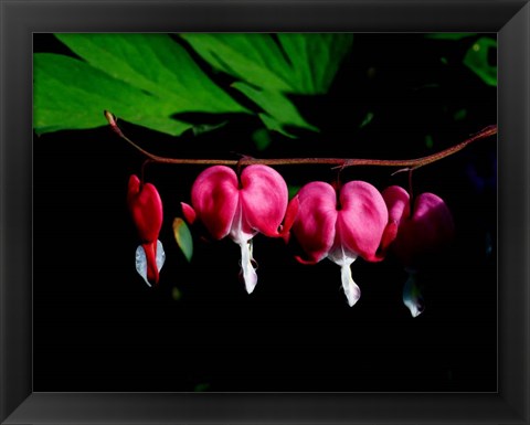 Framed Bleeding Heart Print