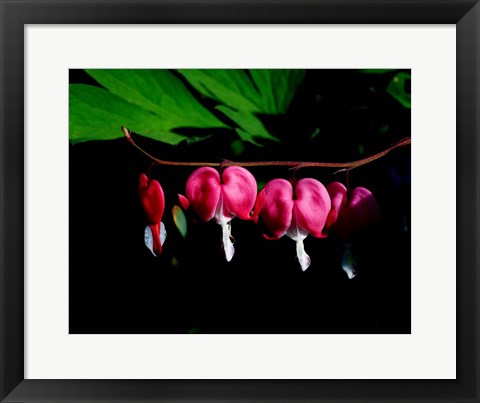 Framed Bleeding Heart Print