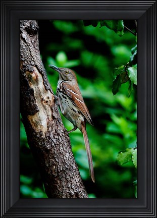 Framed Brown Thrasher Print