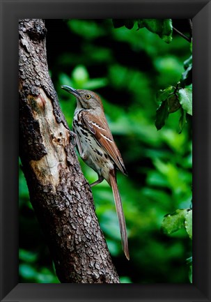 Framed Brown Thrasher Print