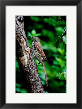 Framed Brown Thrasher Print