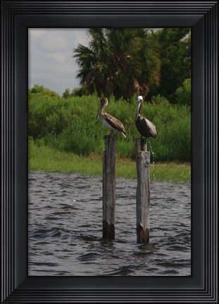 Framed Brown Pelicans Print