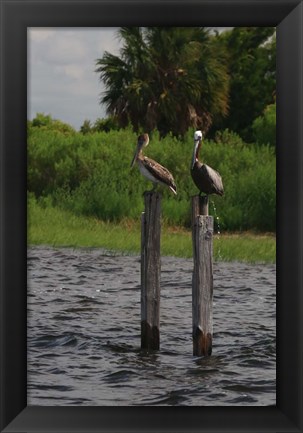 Framed Brown Pelicans Print