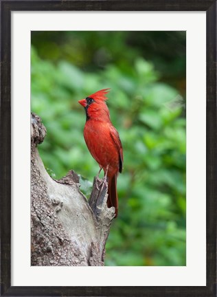 Framed Cardinal Print