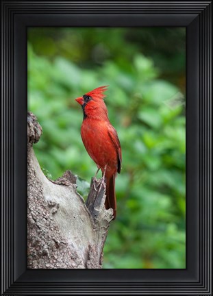 Framed Cardinal Print