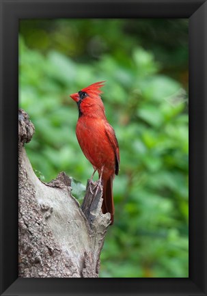 Framed Cardinal Print