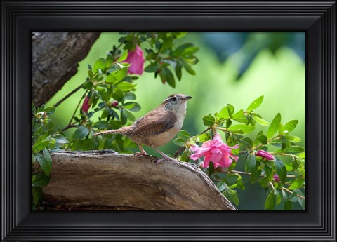 Framed Carolina Wren Print
