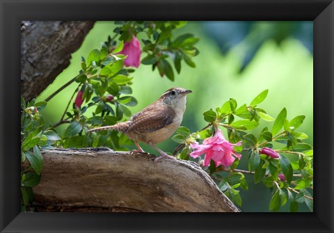 Framed Carolina Wren Print