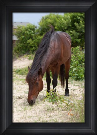 Framed Corolla Beauty Print