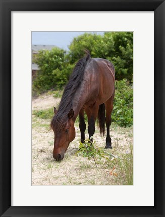 Framed Corolla Beauty Print