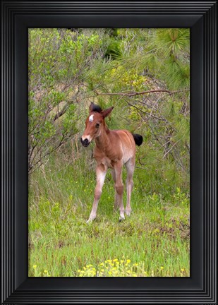 Framed Corolla Colt Print