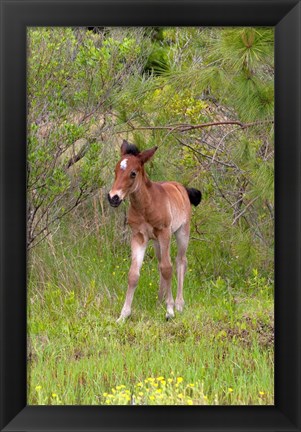 Framed Corolla Colt Print