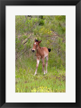 Framed Corolla Colt Print