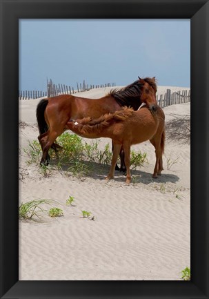 Framed Corolla Mare and Yearling Print