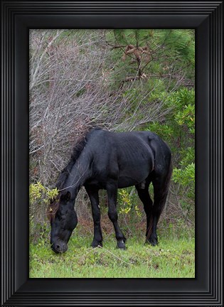Framed Corolla Stud Print