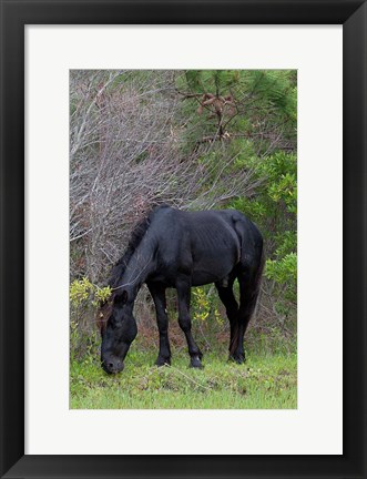 Framed Corolla Stud Print