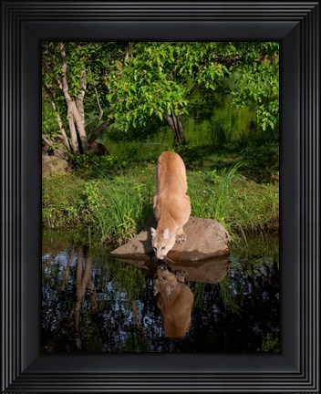 Framed Cougar Drinking Print