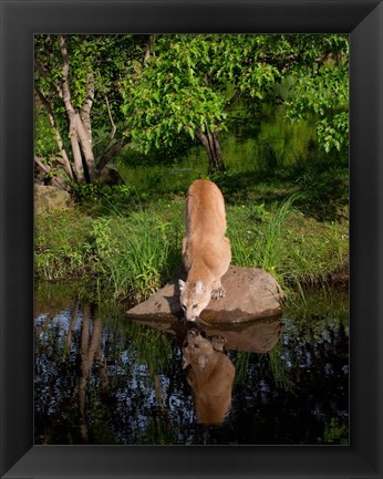 Framed Cougar Drinking Print