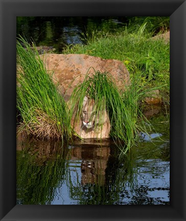 Framed Cougar Print