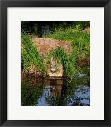 Framed Cougar Print