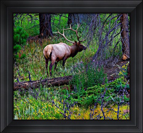 Framed Elk Print