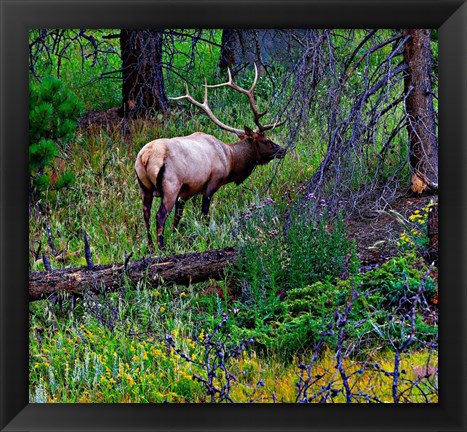 Framed Elk Print