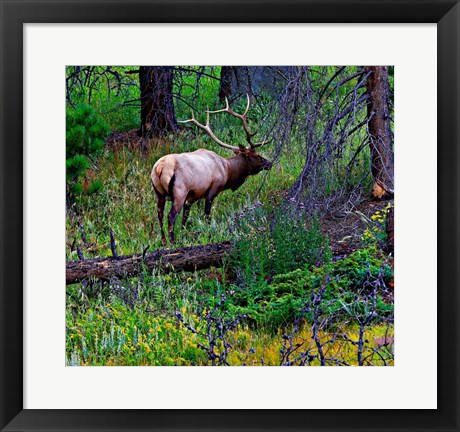 Framed Elk Print