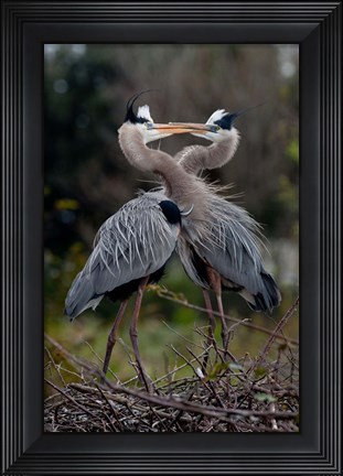 Framed Great Blue Heron Print