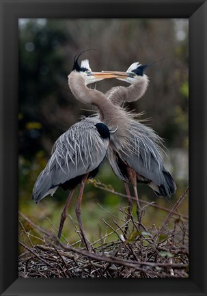 Framed Great Blue Heron Print