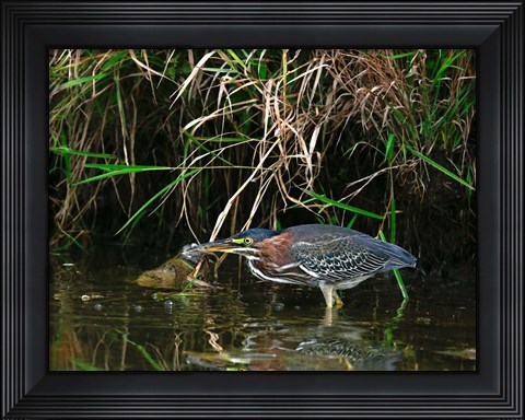 Framed Green Heron Print