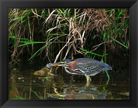 Framed Green Heron Print