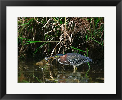 Framed Green Heron Print