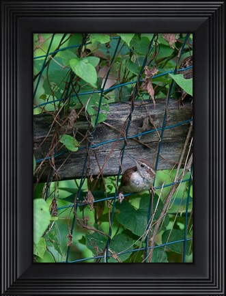 Framed House Wren Print