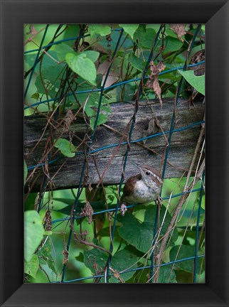 Framed House Wren Print