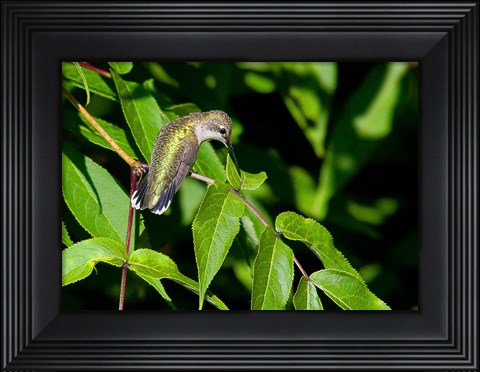 Framed Hummingbird Print