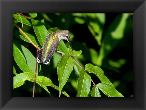 Framed Hummingbird Print