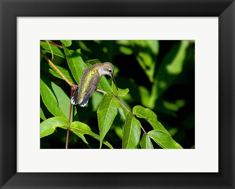 Framed Hummingbird Print