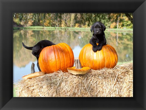 Framed Lab Pups Print
