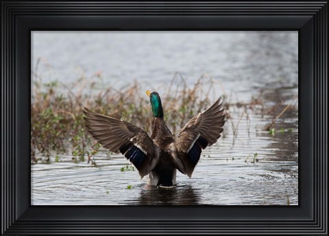 Framed Mallard Print