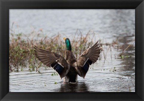 Framed Mallard Print