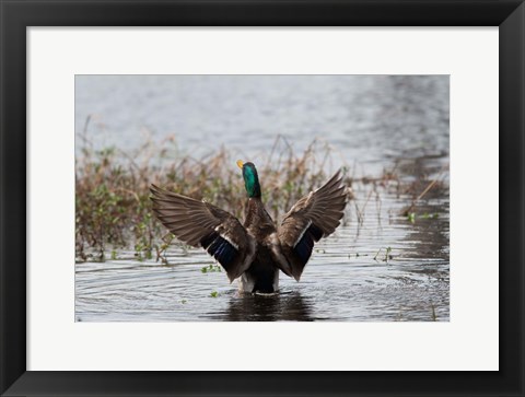 Framed Mallard Print